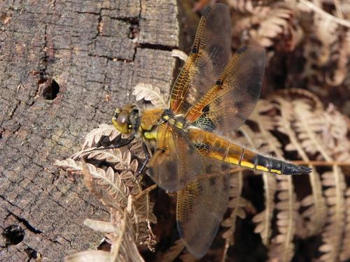 Réf. 161 588 : Libellula quadrimaculata