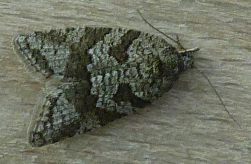 Réf. 161 345 : Cnephasia sp.