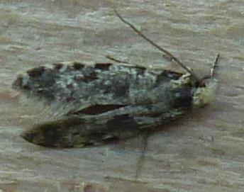 Réf. 161 348 : Nemapogon granella