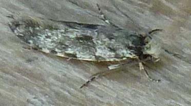 Réf. 161 349 : Nemapogon granella