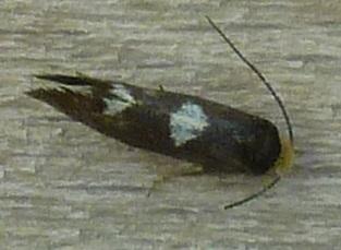 Incurvaria masculella