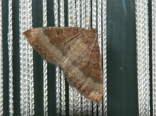 Réf. 161 931 : Larentia clavaria