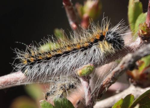 Aporia crataegi