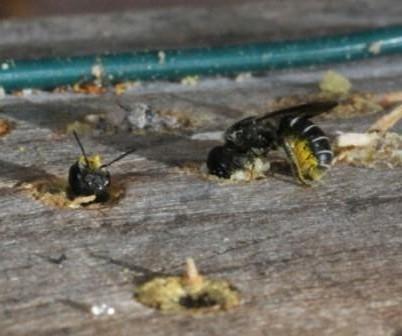 Heriades sp.