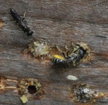 Heriades sp.
