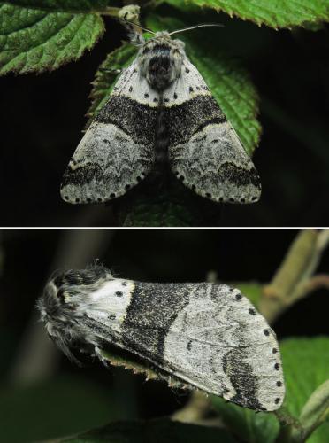 Furcula bifida