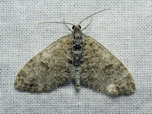 Réf. 161 697 : Lobophora halterata