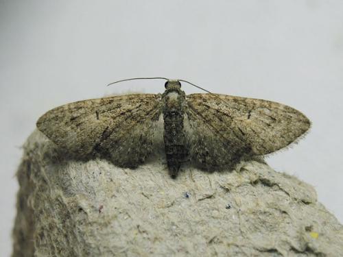 Réf. 161 702 : Eupithecia abbreviata