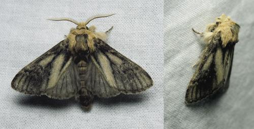 Drymonia ruficornis