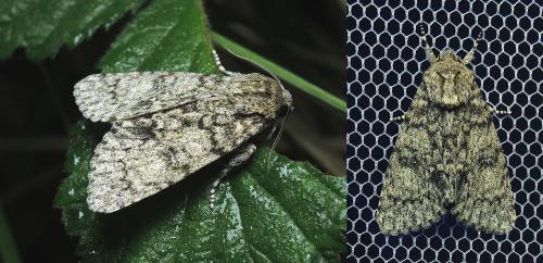 Réf. 161 696 : Subacronicta megacephala