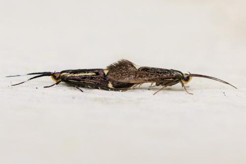 Esperia sulphurella