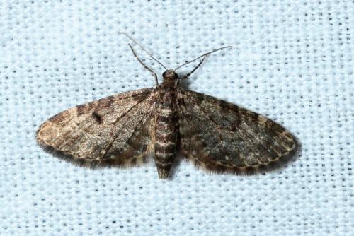 Réf. 161 896 : Eupithecia tantillaria