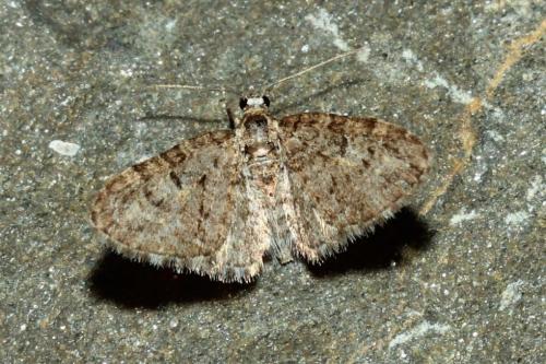 Eupithecia sp.