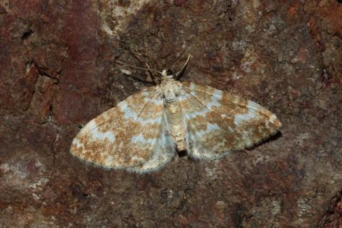 Perizoma flavofasciata