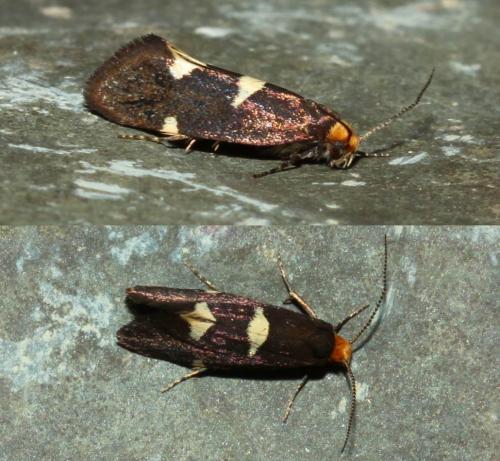 Incurvaria masculella