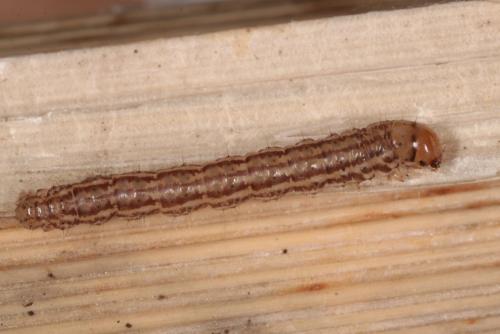 Chilo phragmitella