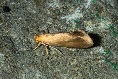 Crassa tinctella
