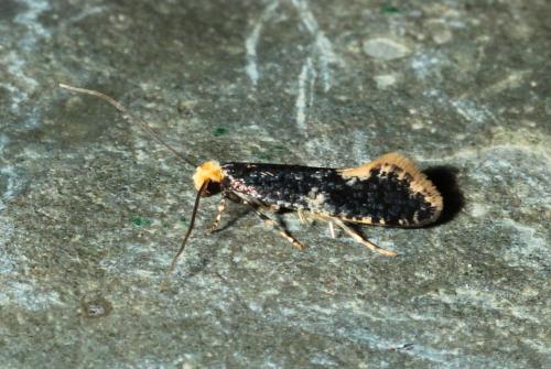 Réf. 161 624 : Monopis weaverella