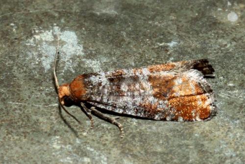 Pseudococcyx turionella