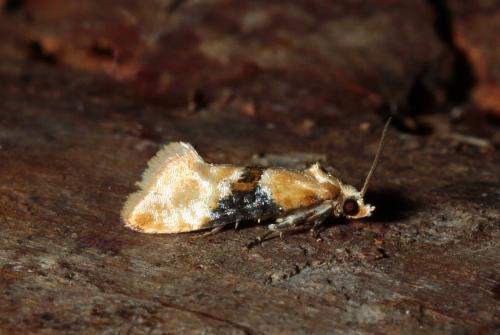 Eupoecilia ambiguella