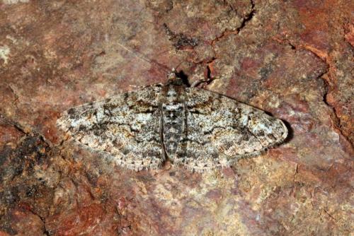 Réf. 161 547 : Cleora cinctaria