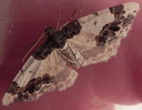 Réf. 161 531 : Ligdia adustata
