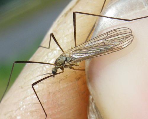 Réf. 161 485 : Erioconopa trivialis