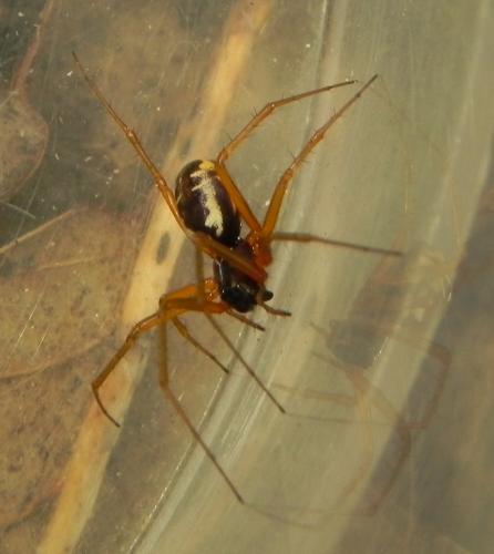 Linyphia hortensis