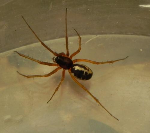 Linyphia hortensis
