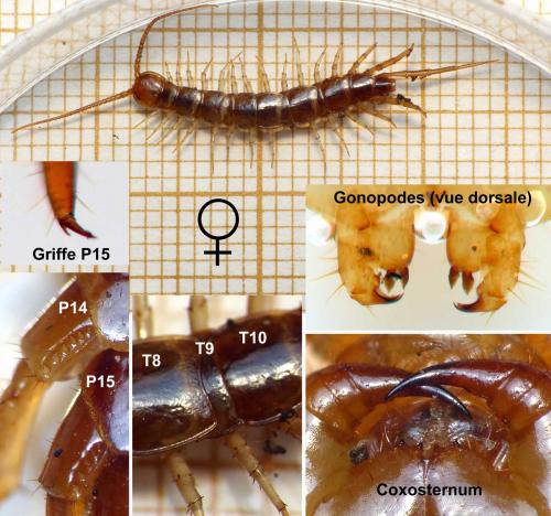 Réf. 161 685 : Lithobius melanops