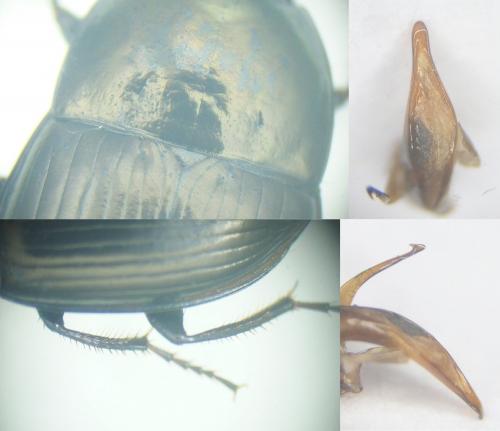 Réf. 161 830 : Amara similata