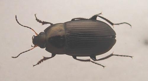 Réf. 161 829 : Amara similata
