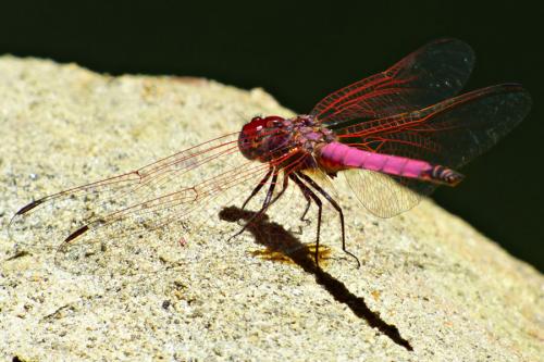Trithemis annulata
