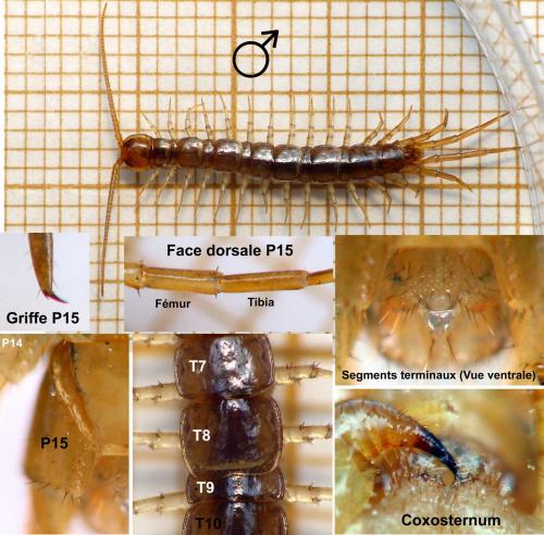 Réf. 161 795 : Lithobius melanops
