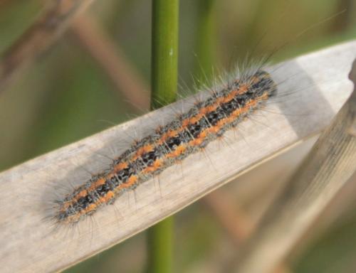 Réf. 161 256 : Simyra albovenosa