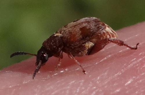 Réf. 161 050 : Megabruchidius dorsalis