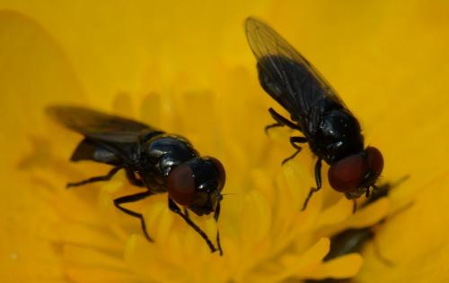 Melanogaster nuda