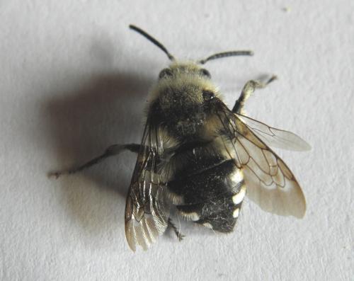 Réf. 161 474 : Melecta sp.