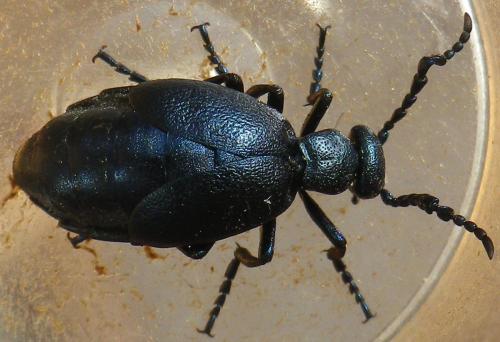 Réf. 161 709 : Meloe violaceus