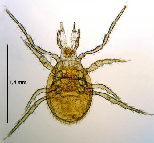 Pergamasus sp.