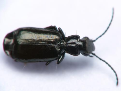 Réf. 161 410 : Microlestes minutulus