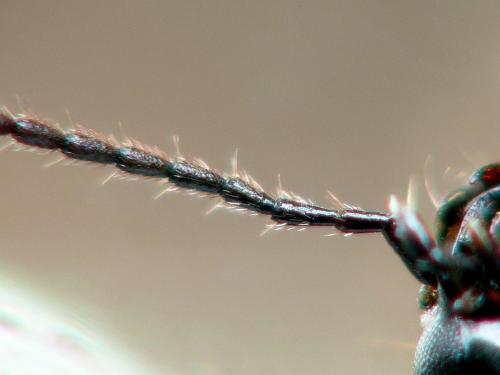 Réf. 161 411 : Microlestes minutulus