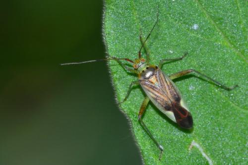 Réf. 161 649 : Closterotomus trivialis