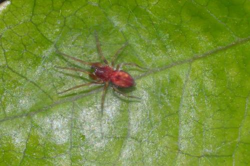 Nigma puella