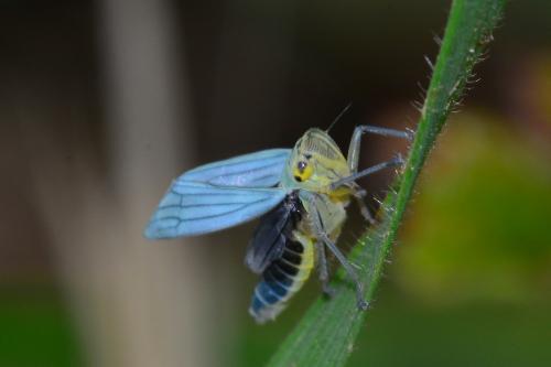 Réf. 161 847 : Cicadella viridis