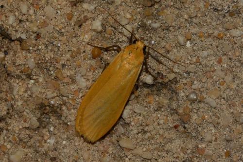 Réf. 161 970 : Eilema sororcula