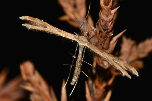Crombrugghia sp.