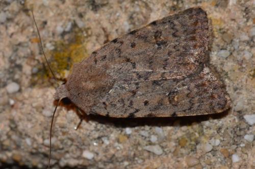 Caradrina selini selinoides