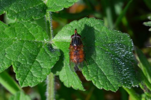 Rhingia campestris