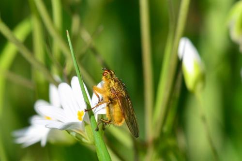 Scathophaga stercoraria